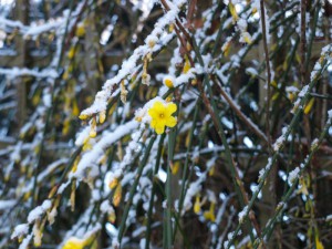 winterjasmijn