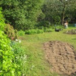 andere planten tussen en onder de bomen, en in het gazon...